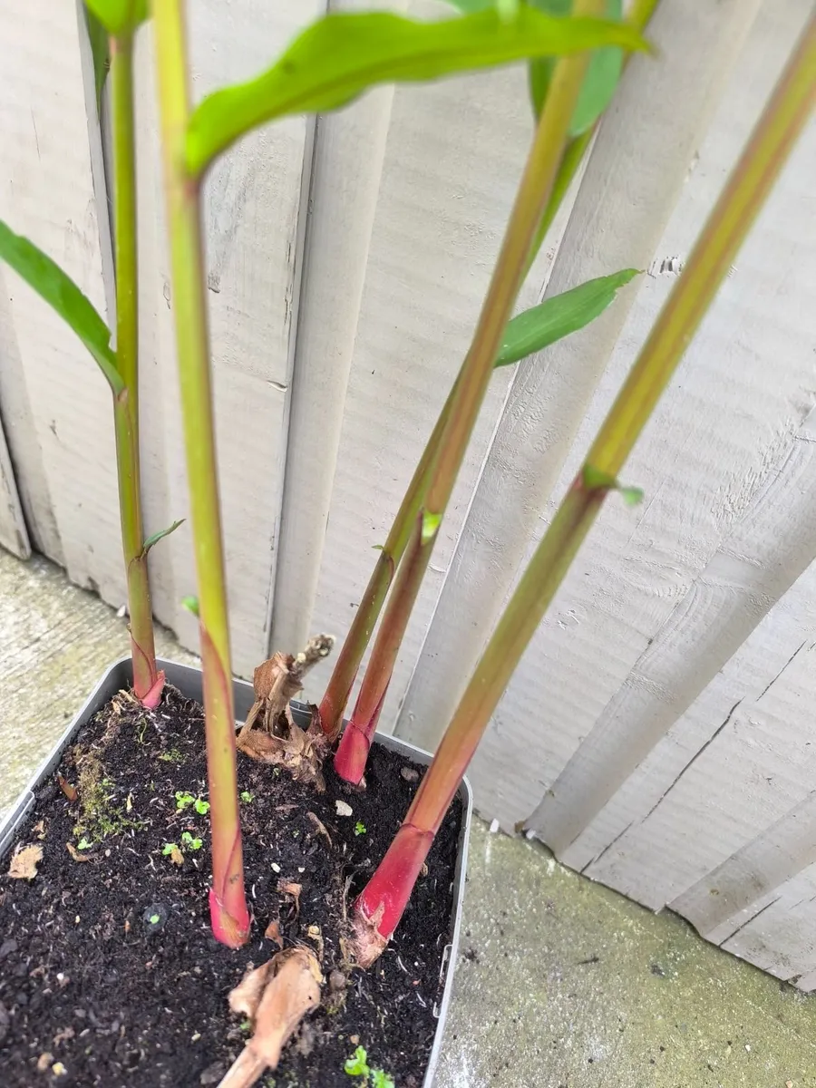 Garden plants - Image 3