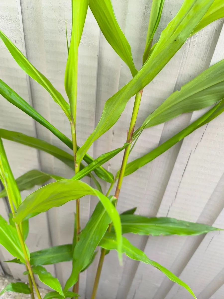 Garden plants - Image 1