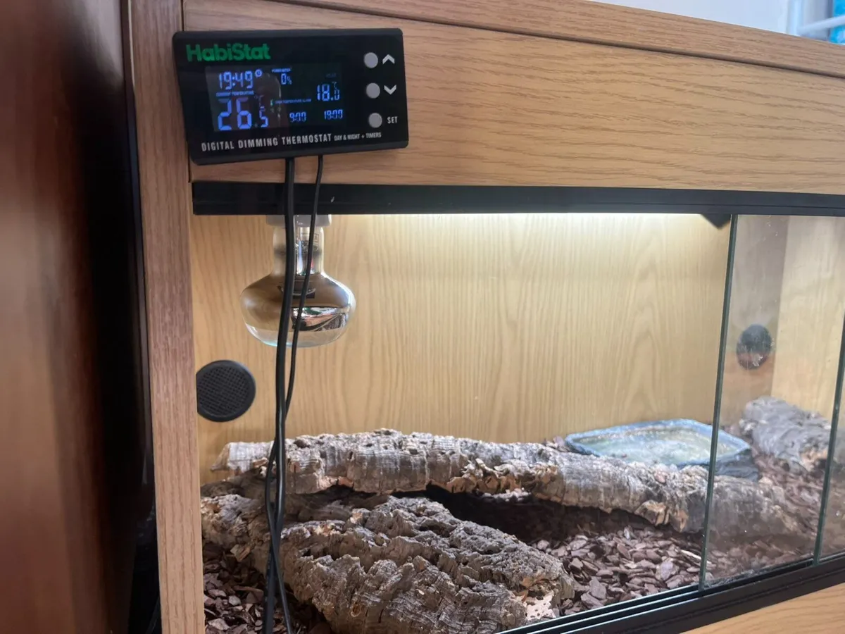 Terrarium. New and used - Image 3