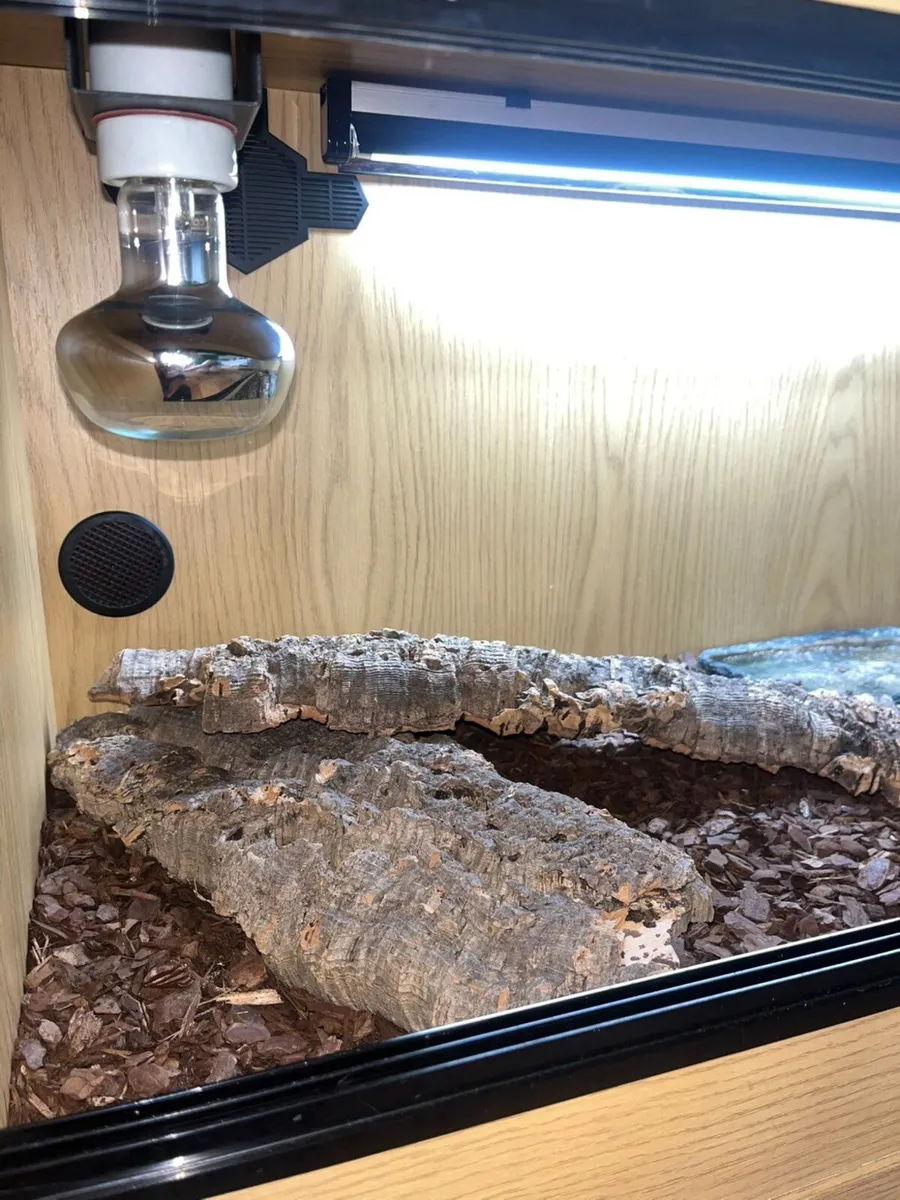 Terrarium. New and used - Image 2