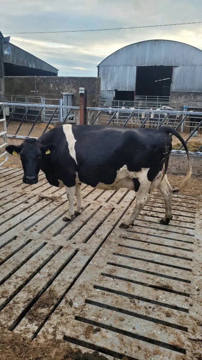 Calved friesian cow - Image 1