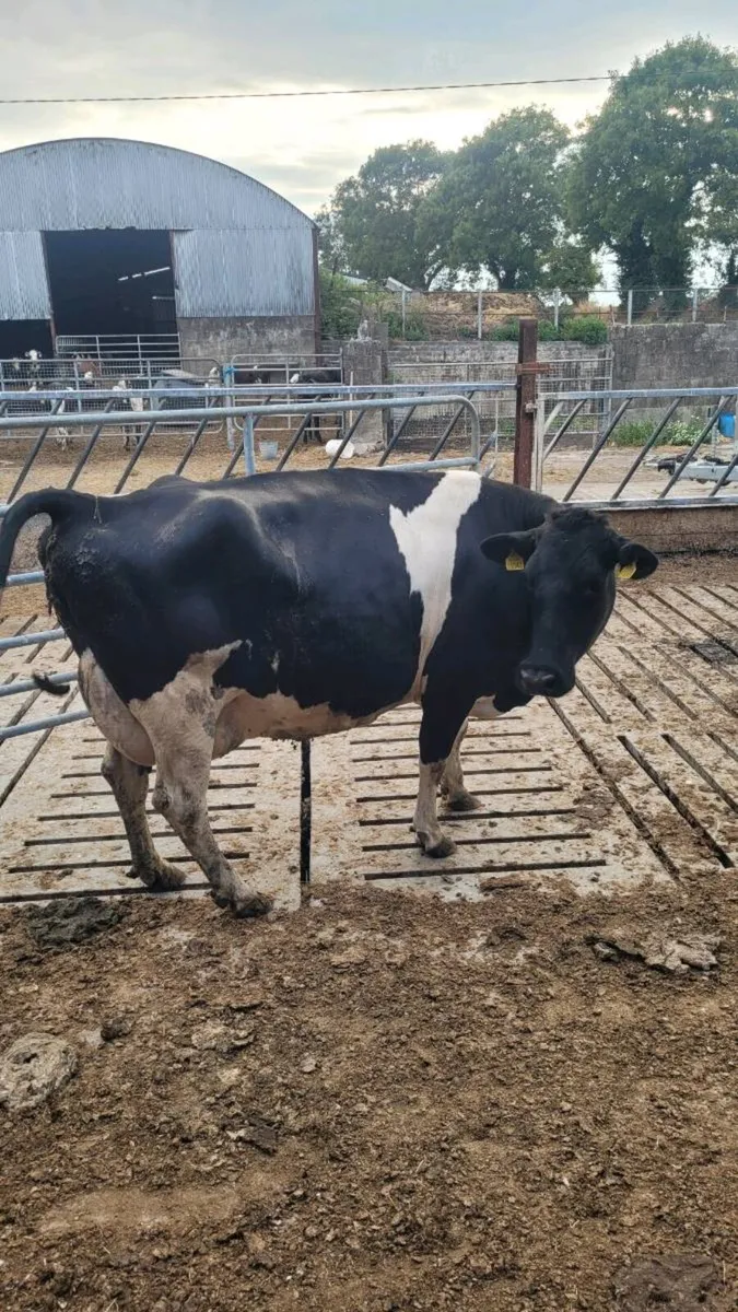 Calved friesian cow - Image 3
