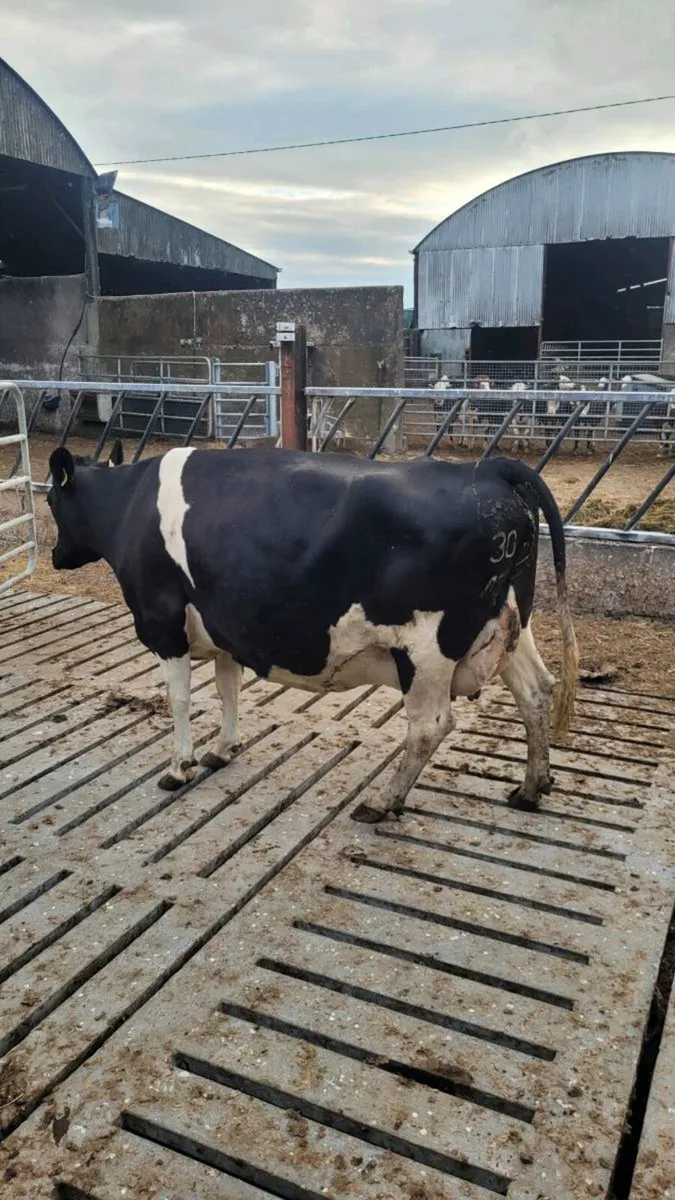 Calved friesian cow - Image 2