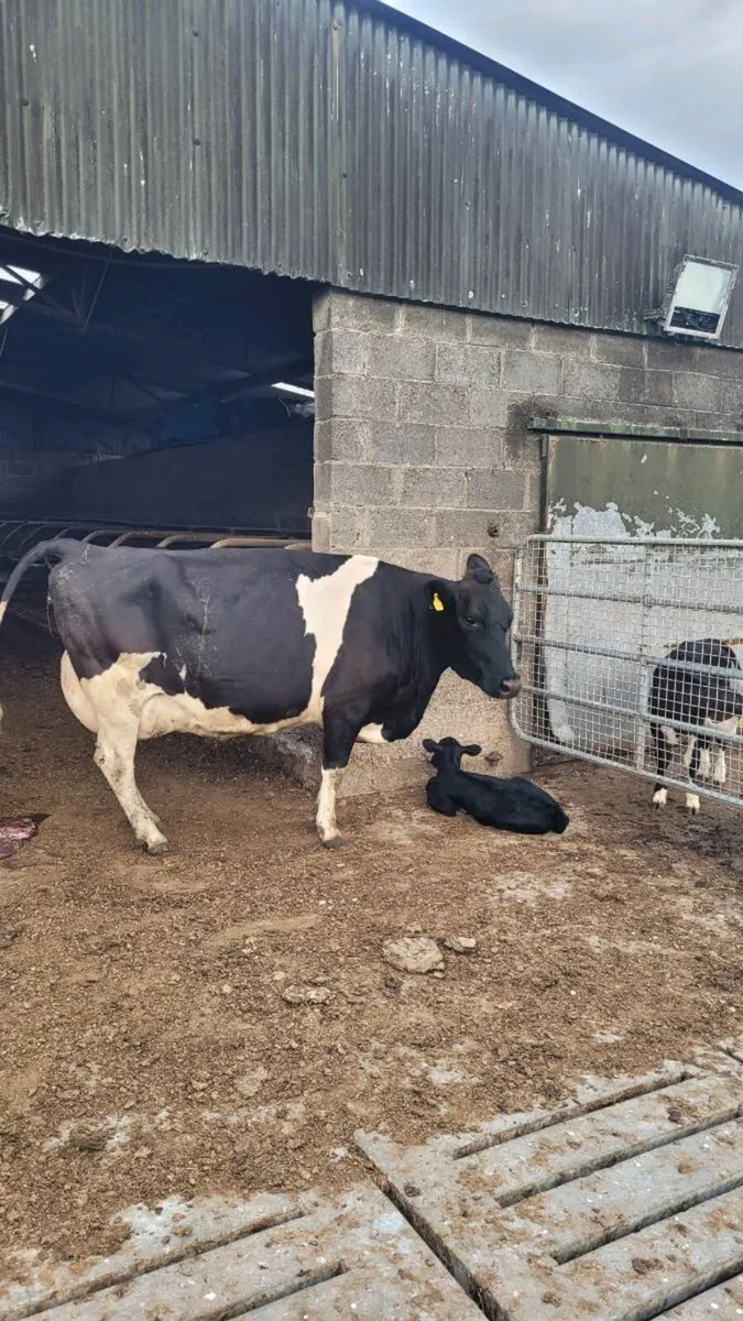 Calved friesian cow - Image 4