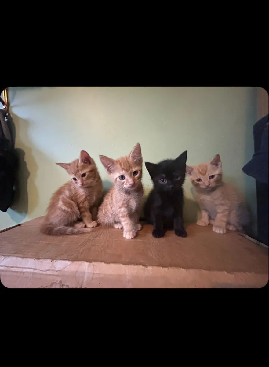 Cute Kittens for sale - Image 2