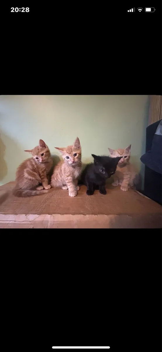 Cute Kittens for sale - Image 3