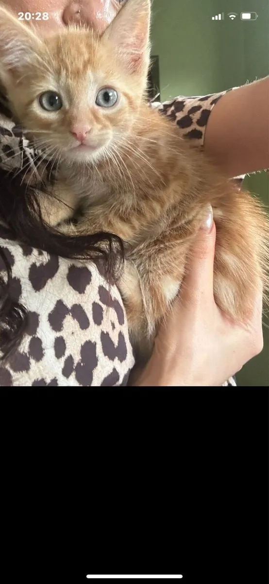 Cute Kittens for sale - Image 4