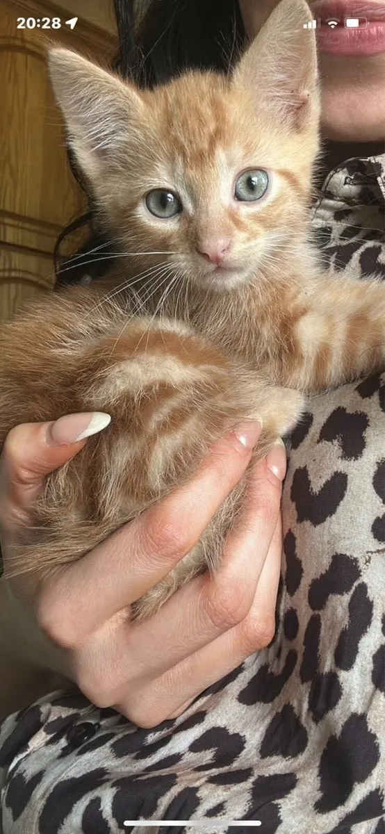 Cute Kittens for sale - Image 1