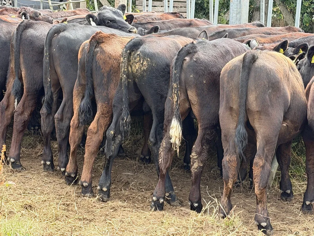 50 Aberdeen Angus Bulls - Image 2