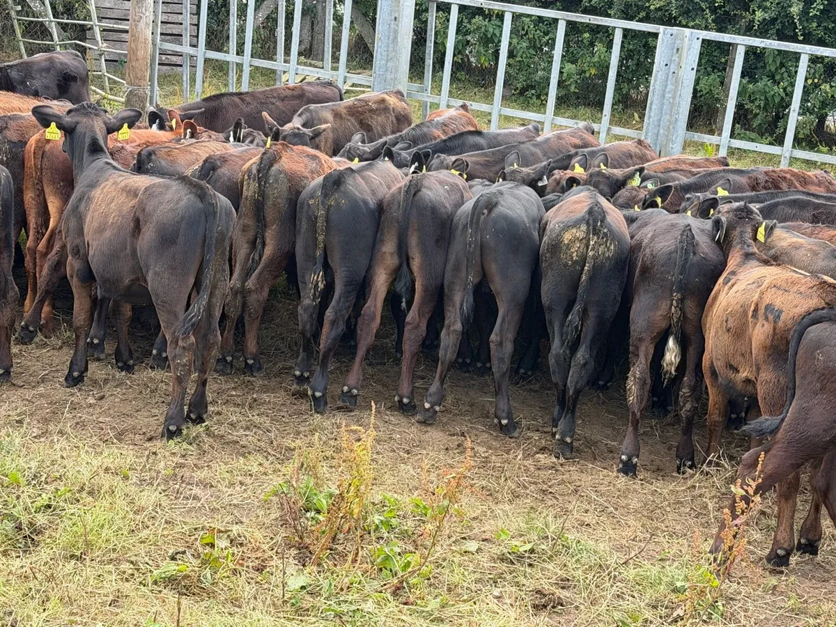 50 Aberdeen Angus Bulls - Image 4