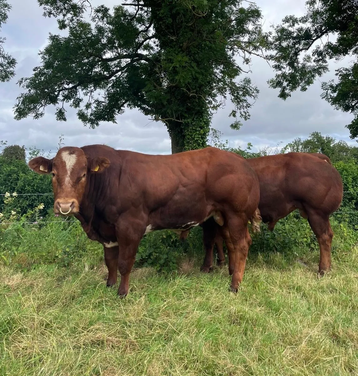 Top Quality BB/LM Hybrid Bulls For Sale - Image 1