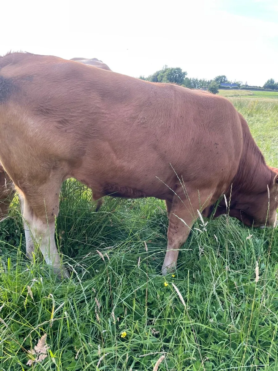 Organic purebred limousine bull - Image 1