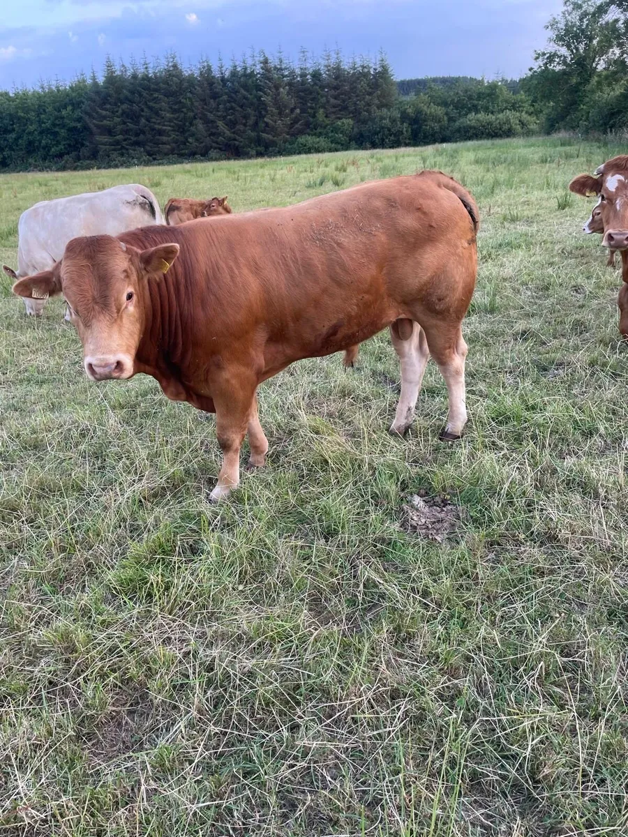 Organic purebred limousine bull - Image 2
