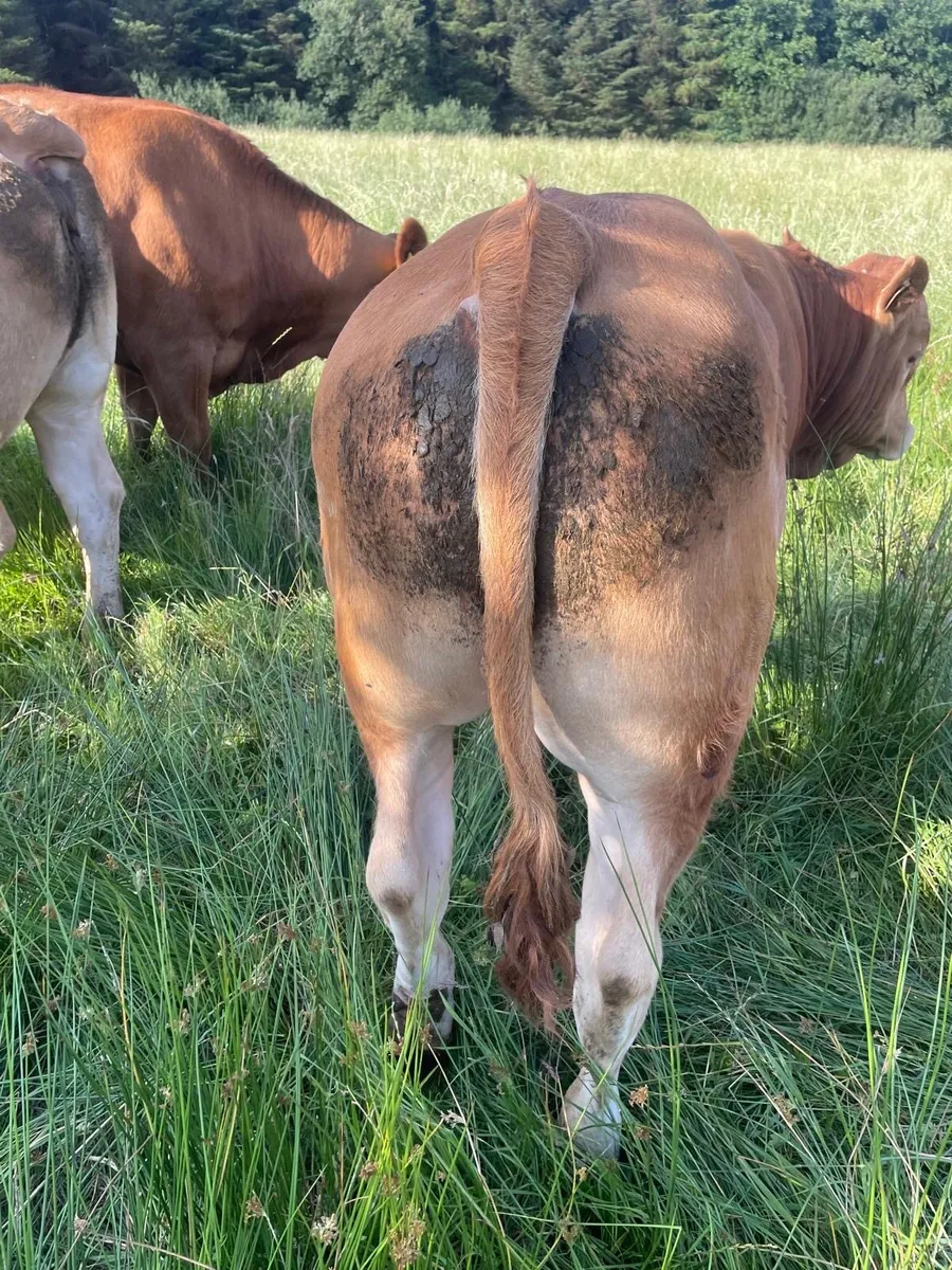 Organic purebred limousine bull - Image 3
