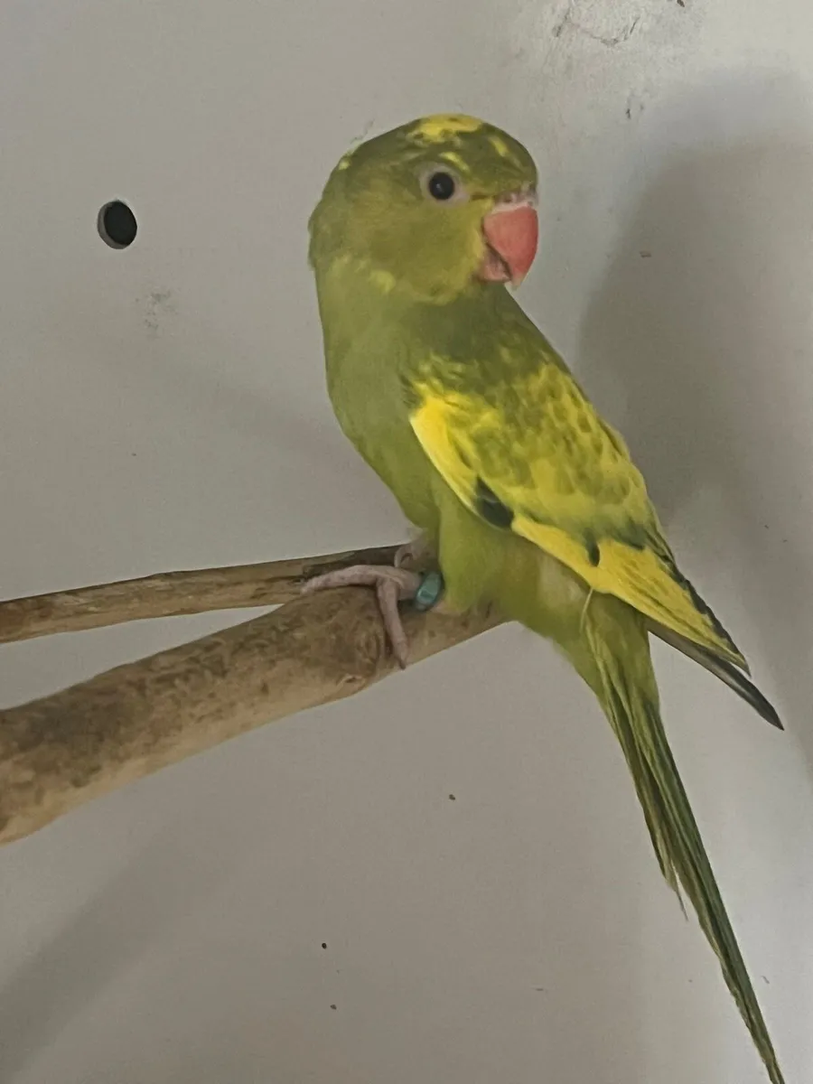 Birds , Birds & More Birds - Image 1