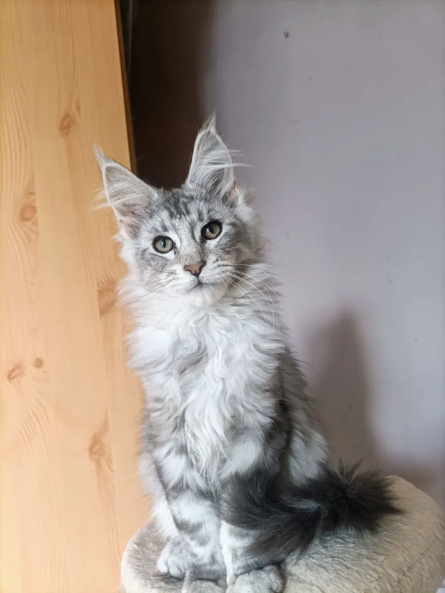Maine Coon kitten - Image 3