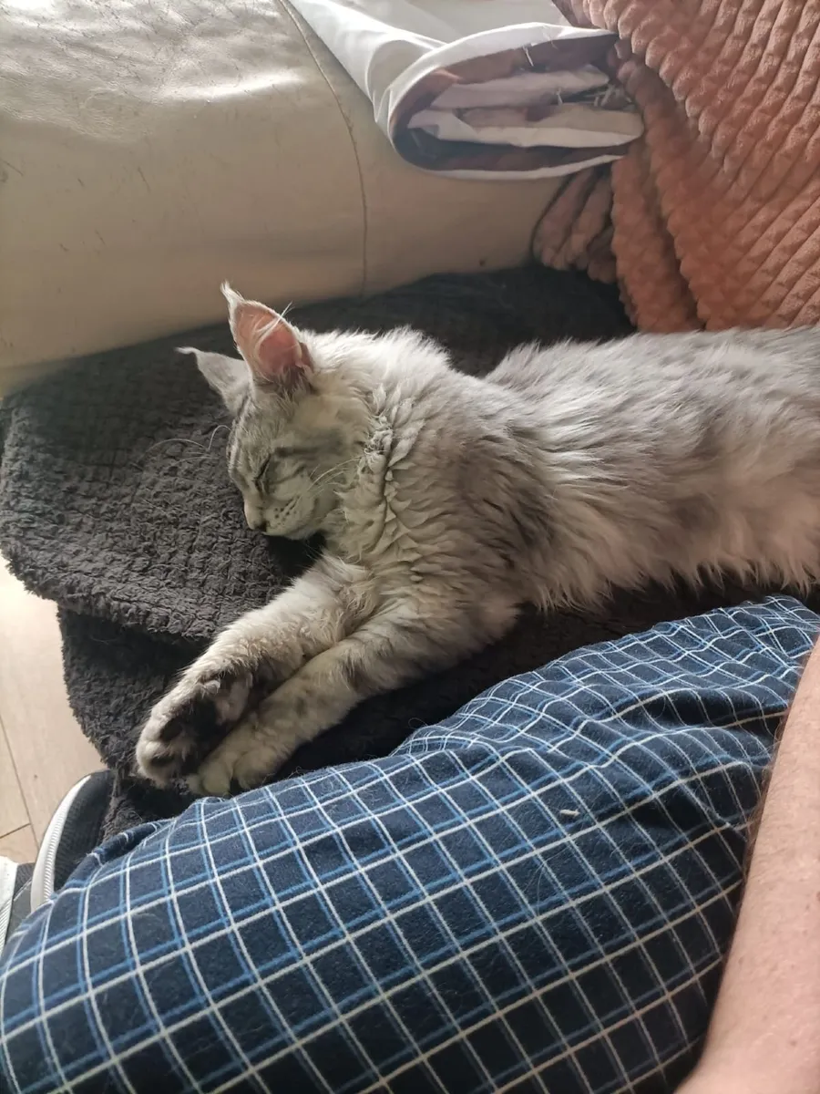 Maine Coon kitten - Image 4