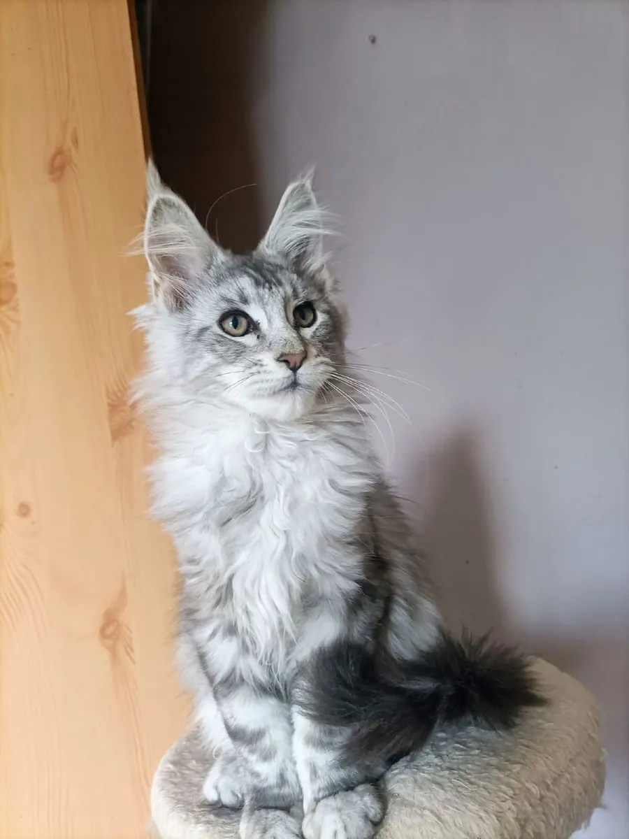 Maine Coon kitten - Image 1