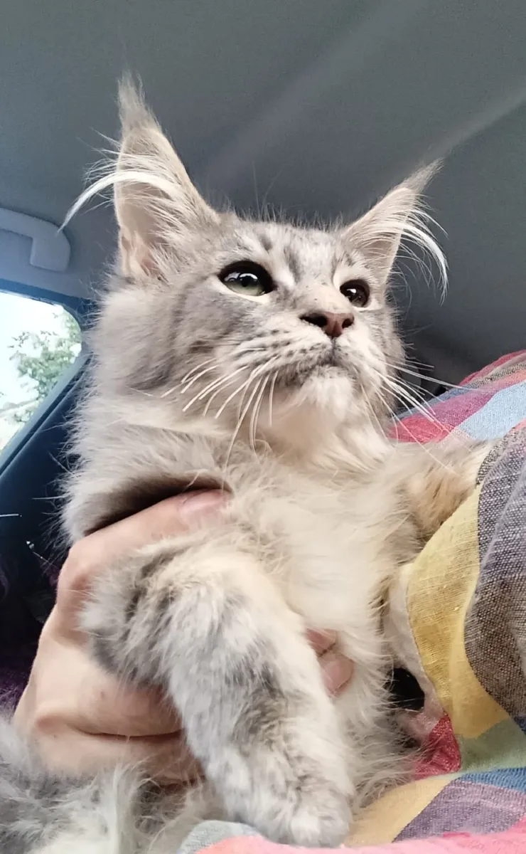 Maine Coon kitten - Image 2