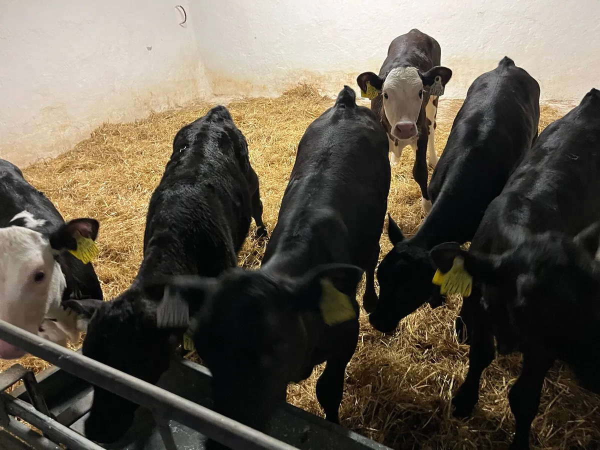 Calfs For Sale in MOUNTBELLEW - Image 1