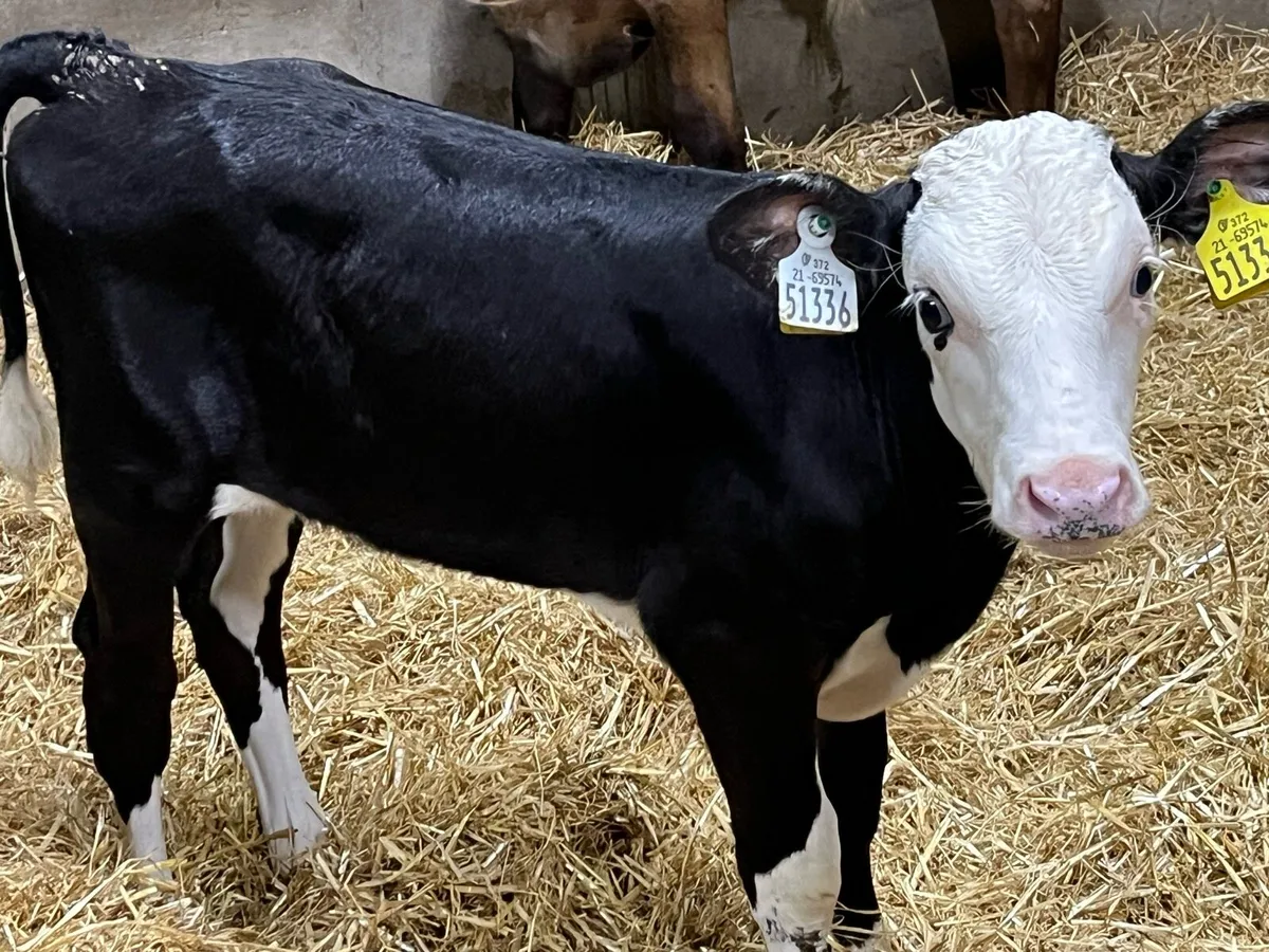 Calfs For Sale in MOUNTBELLEW - Image 2