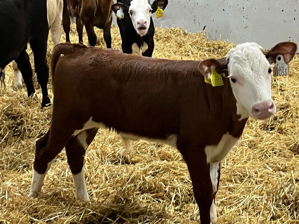 Calfs For Sale in MOUNTBELLEW - Image 3