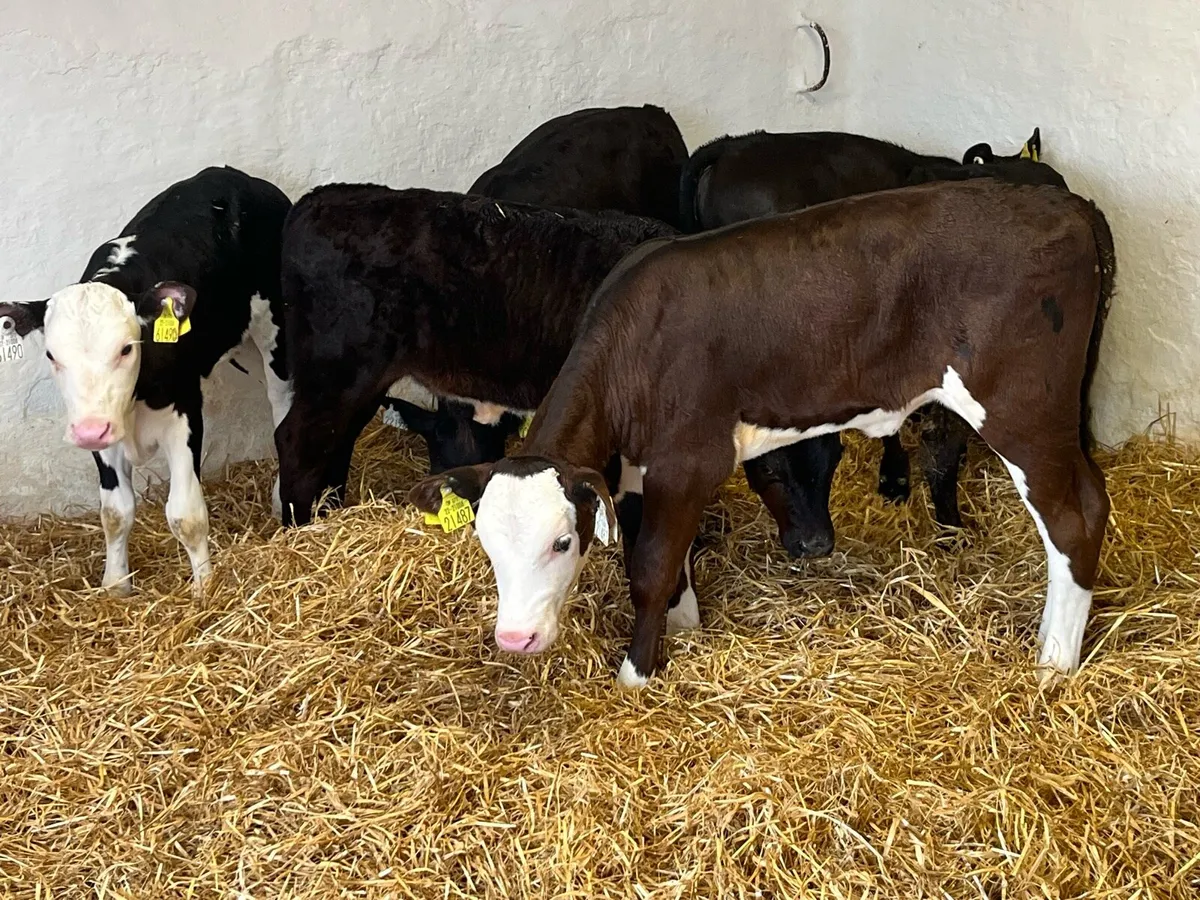 STRONG CALVES FOR FEEDING - Image 4