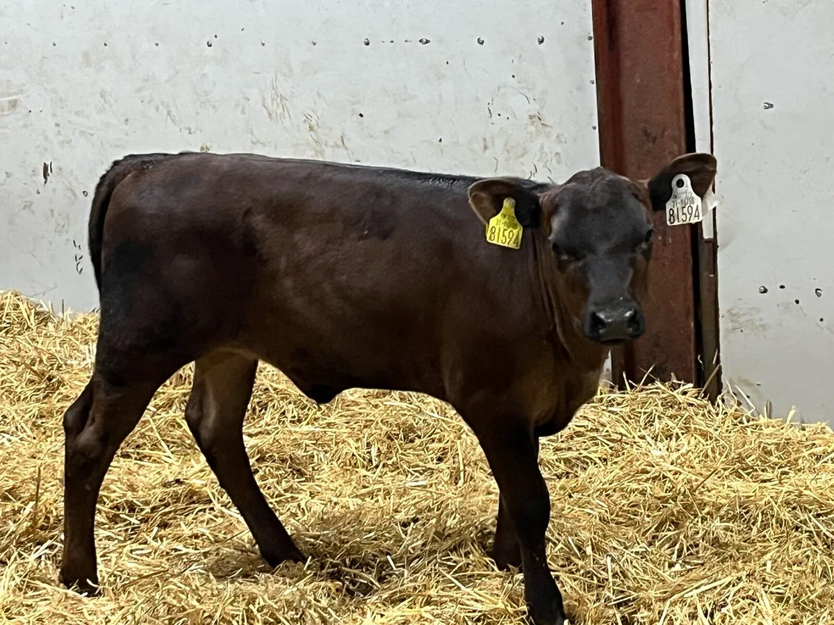 Calfs For Sale in MOUNTBELLEW - Image 4