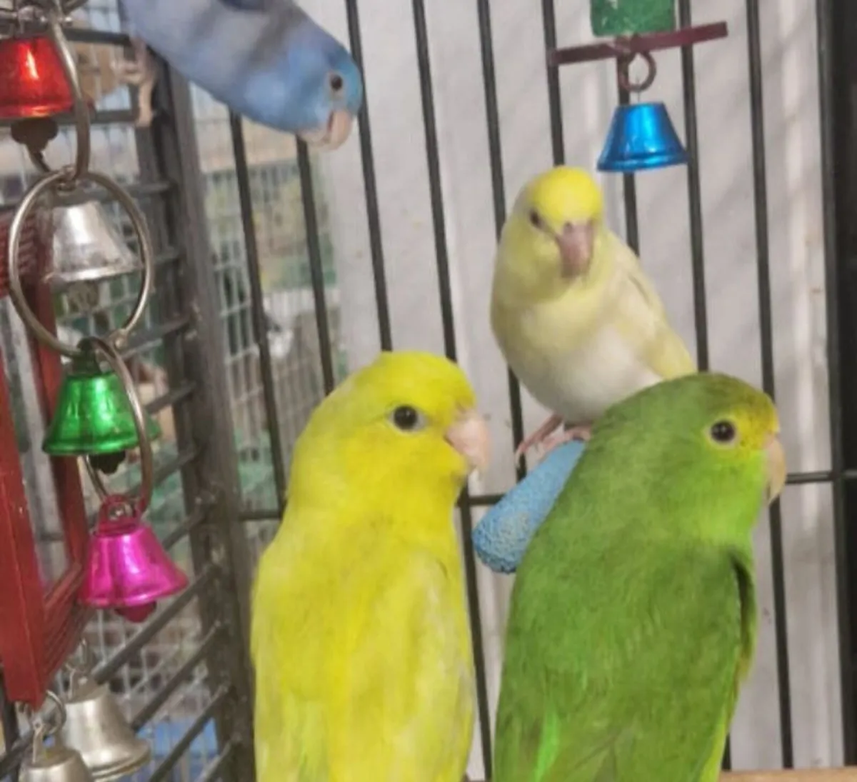 Birds