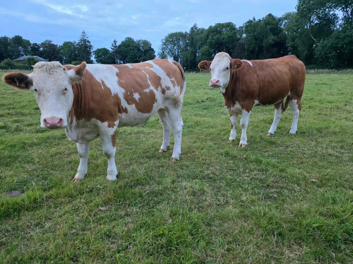Organic Heifers - Image 2