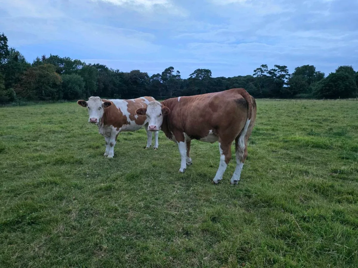 Organic Heifers - Image 3