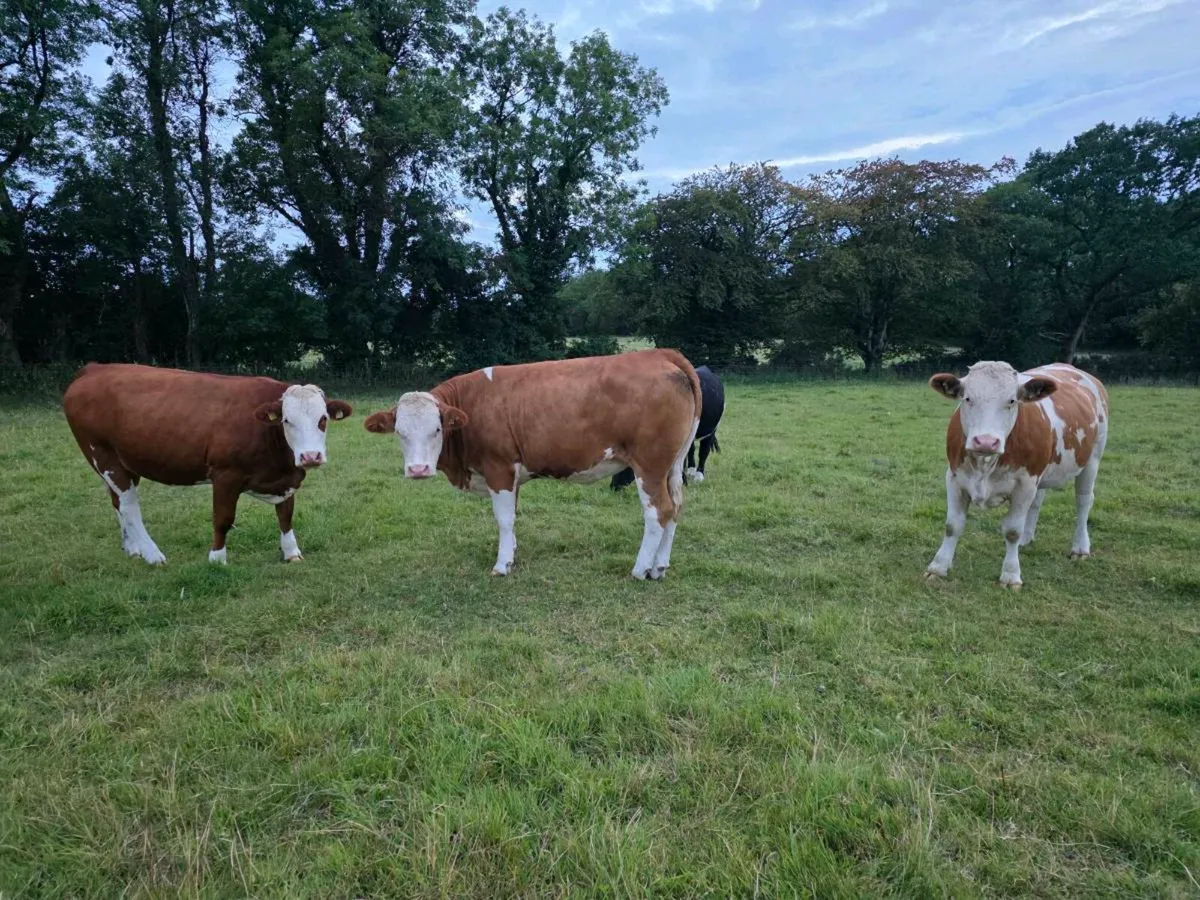 Organic Heifers - Image 4