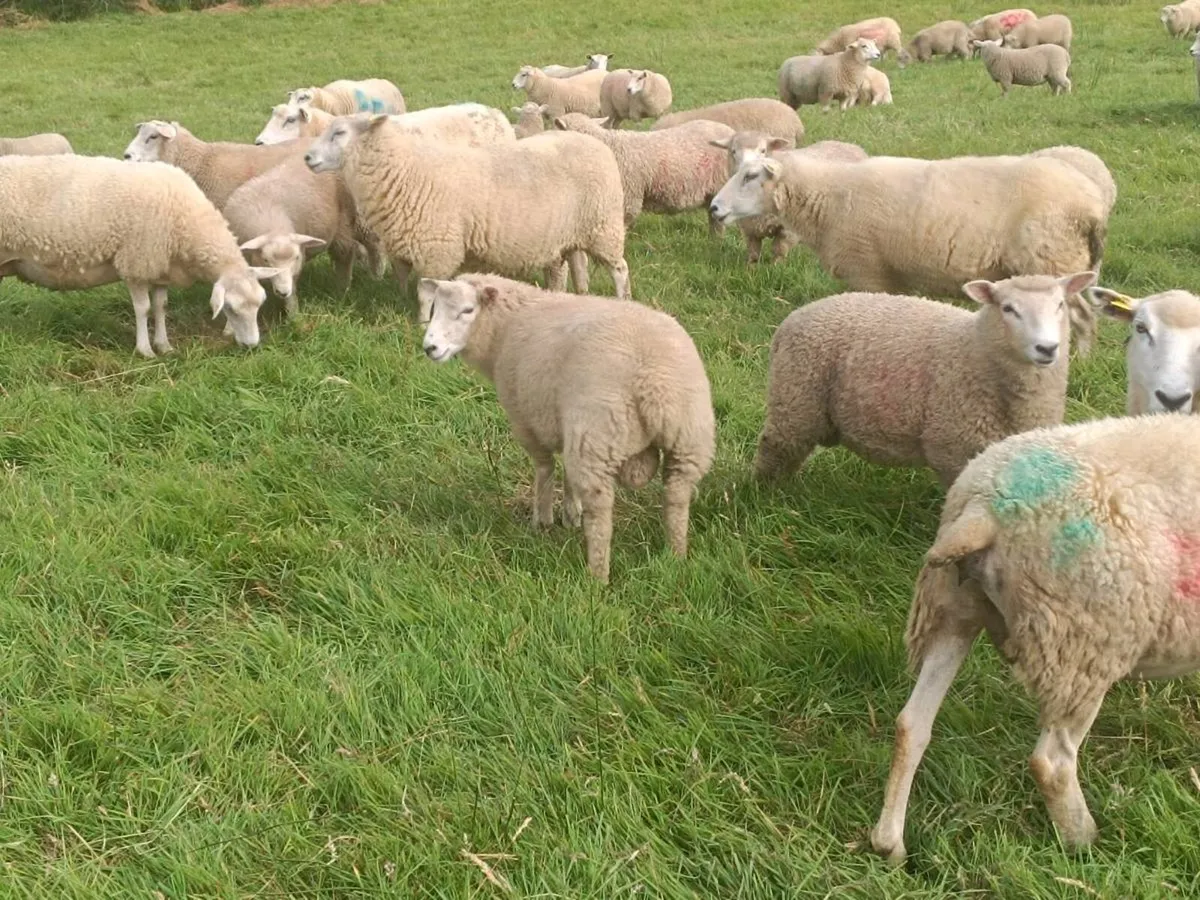 Organic store lambs - Image 2