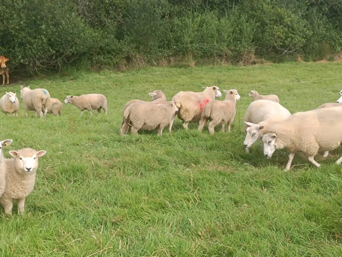 Organic store lambs - Image 1