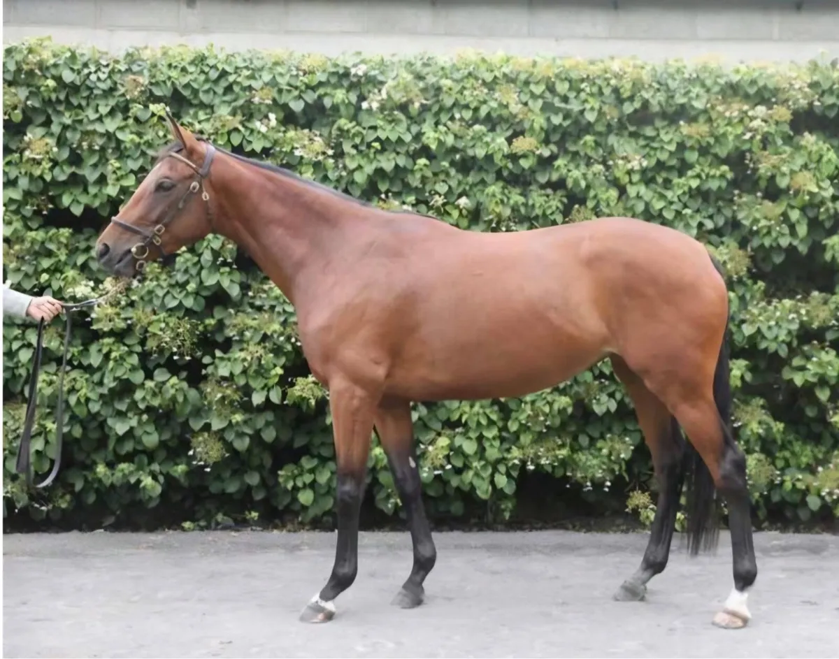 4 year old Masked Marvel Filly - Image 1