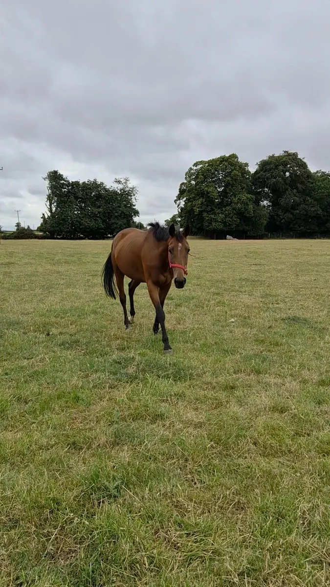4 year old Masked Marvel Filly - Image 2