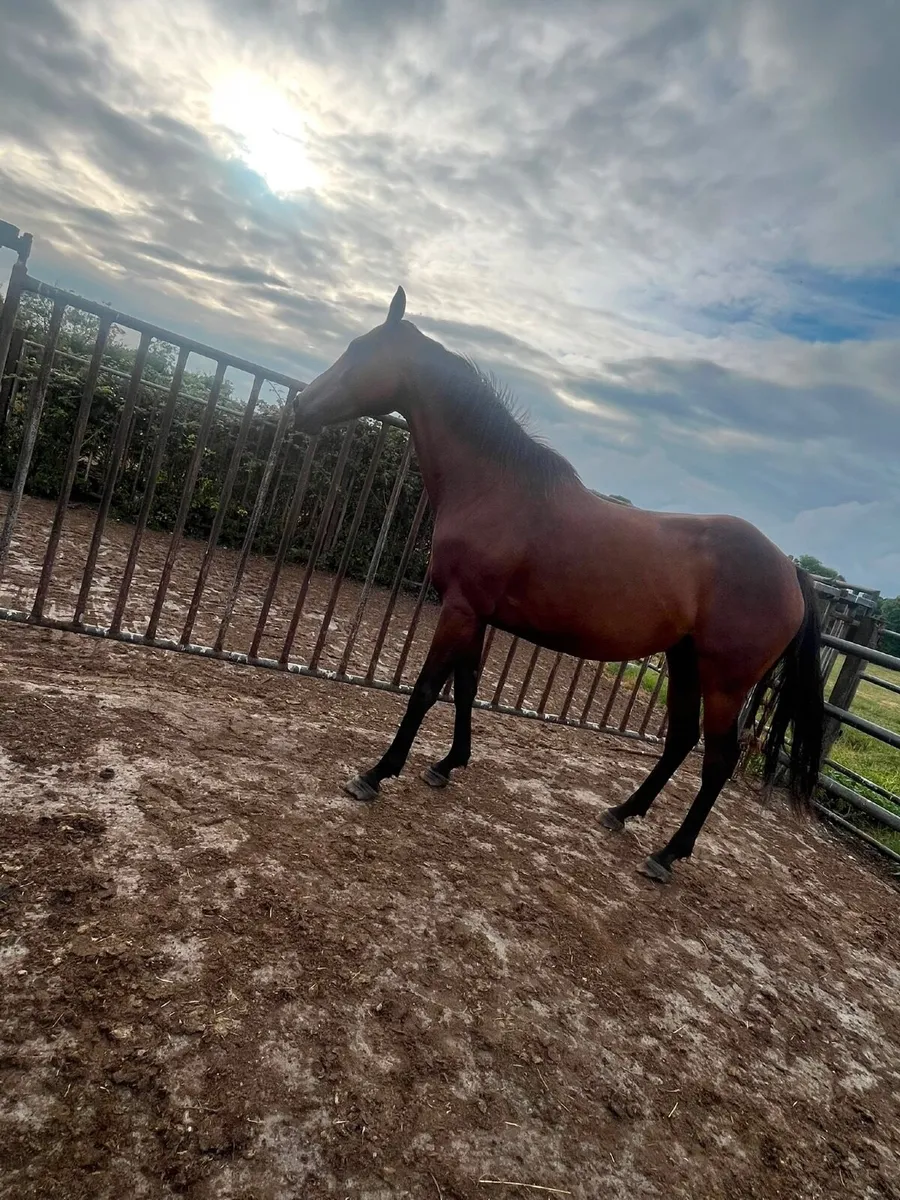 TB mare for sale