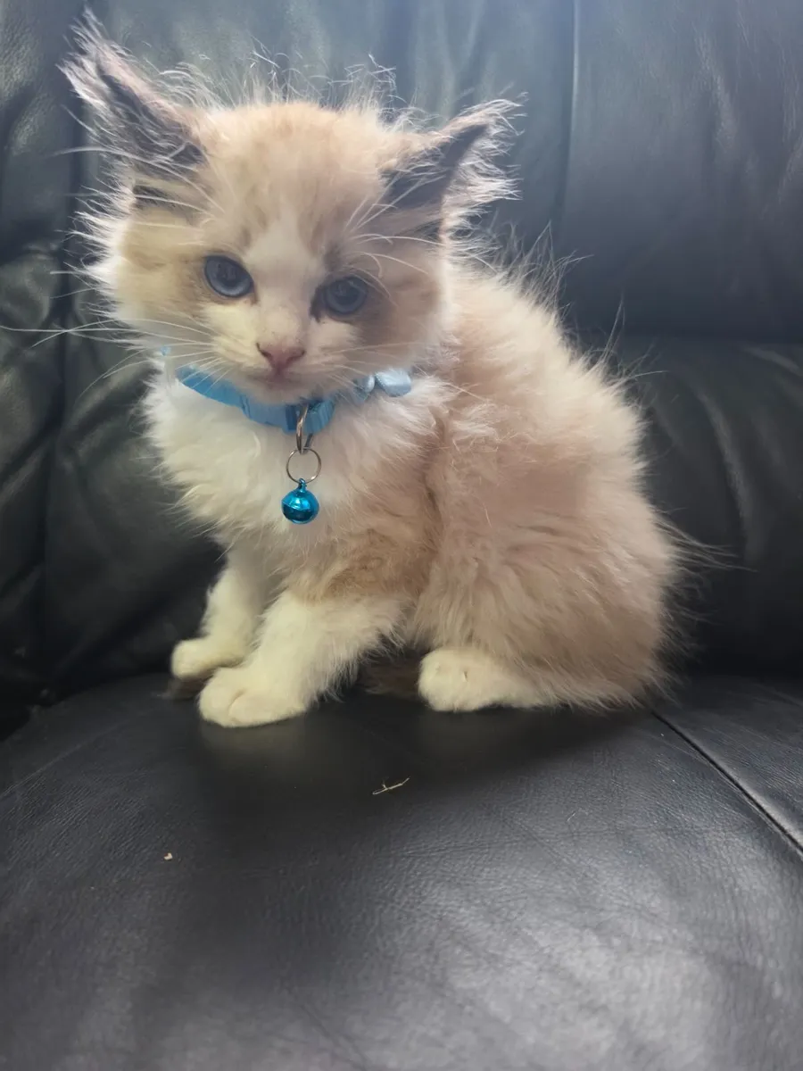 Ragdoll kittens - Image 1