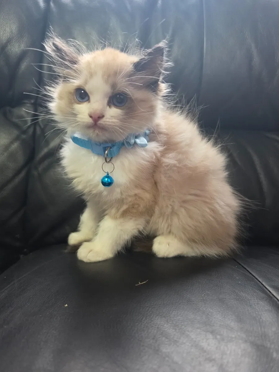 Ragdoll kittens - Image 2