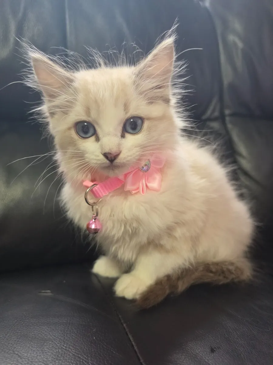 Ragdoll kittens - Image 3