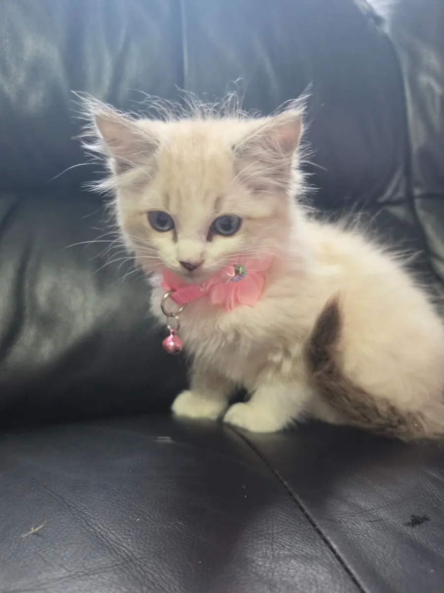Ragdoll kittens - Image 4
