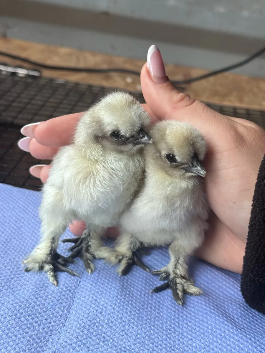 USA Silkie & Brahma Chicks - Image 1
