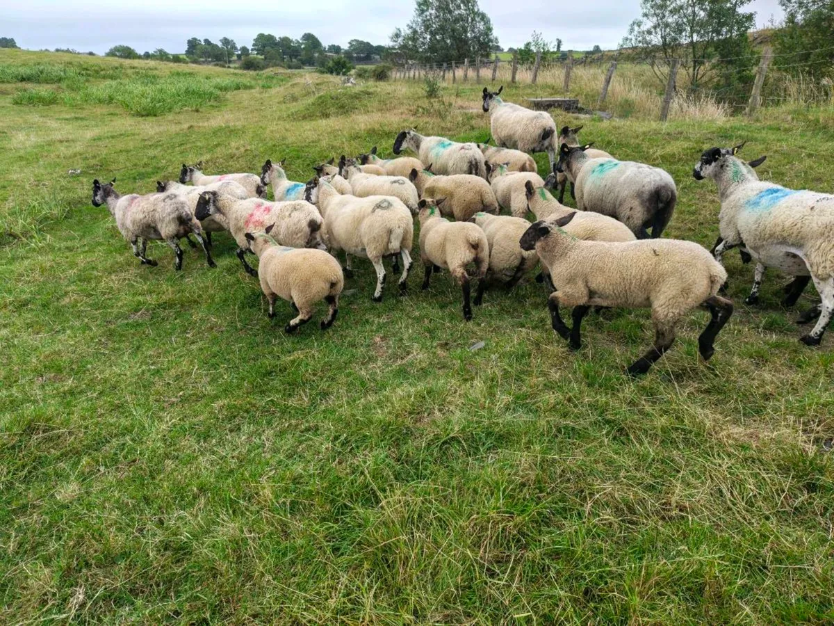 Mule hoggets with lambs - Image 1