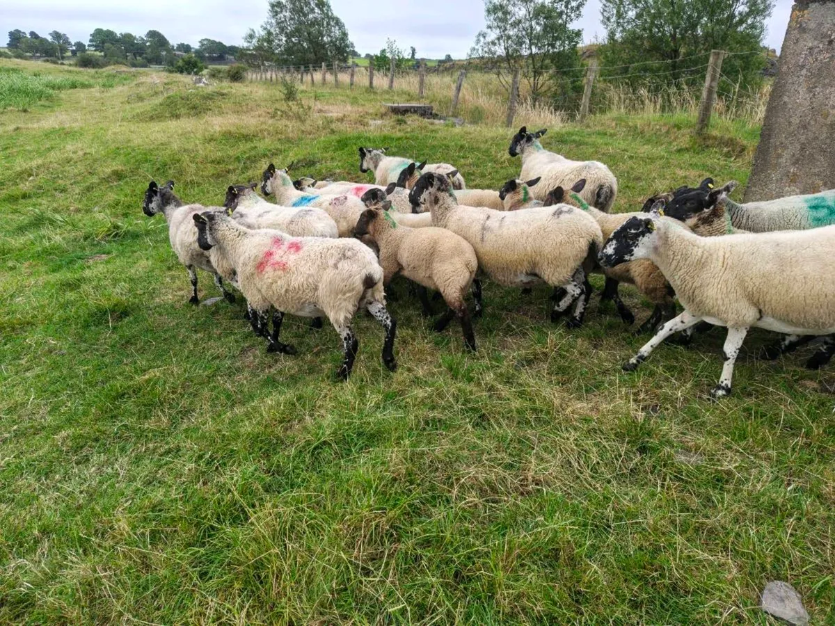 Mule hoggets with lambs - Image 2