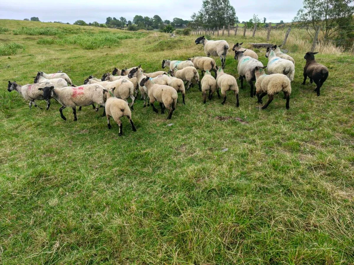 Mule hoggets with lambs - Image 3