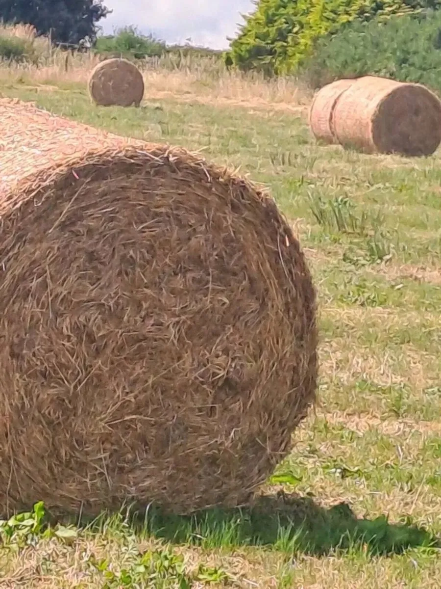 Rushes and hay suitable for bedding