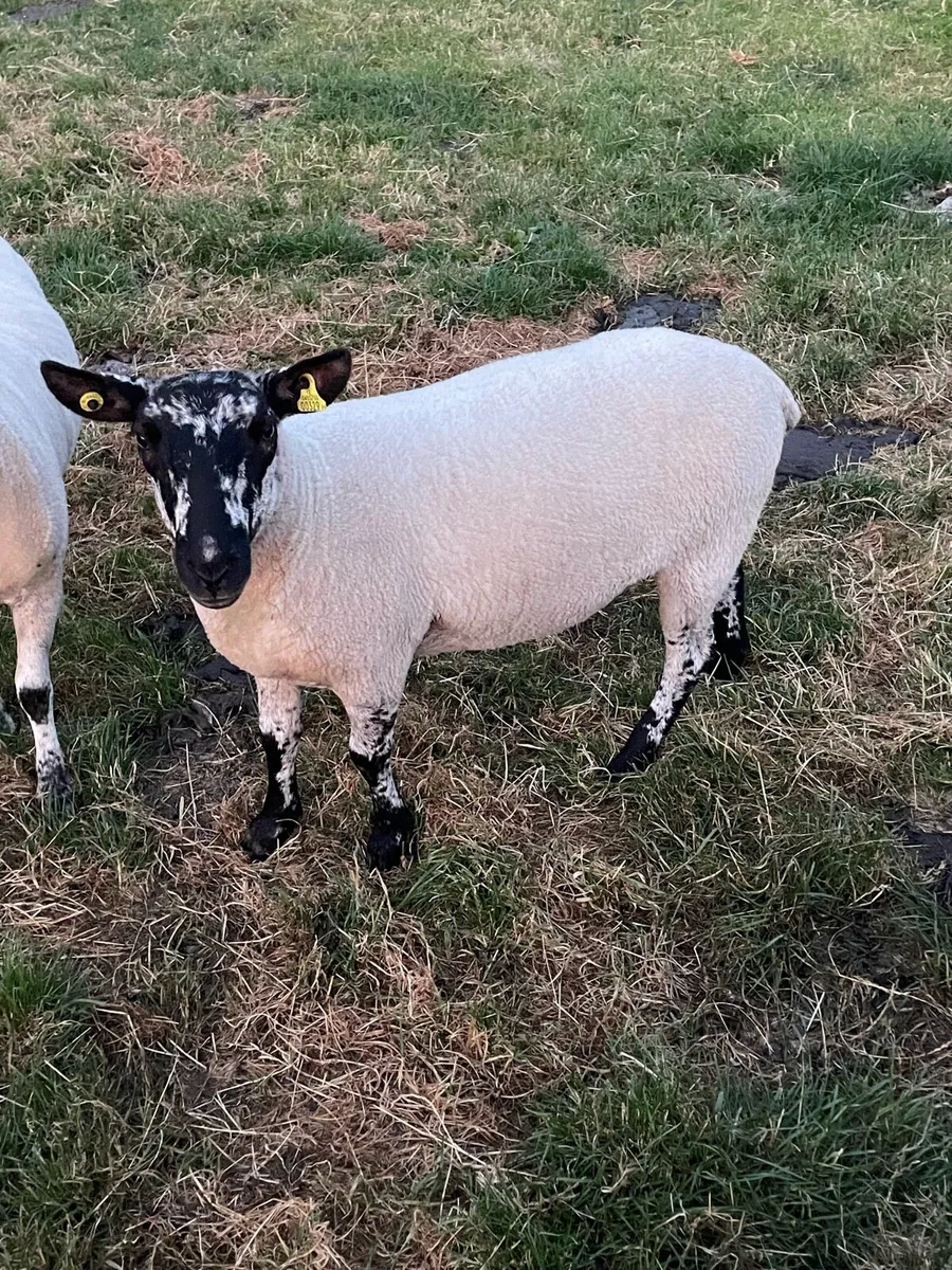 Hogget ewes - Image 1