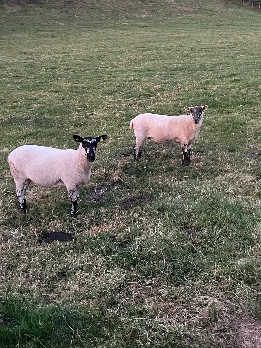 Hogget ewes - Image 2