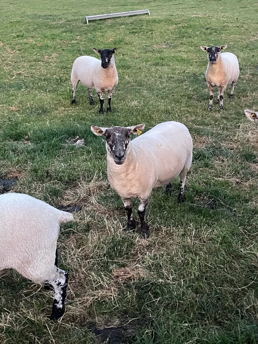 Hogget ewes - Image 3