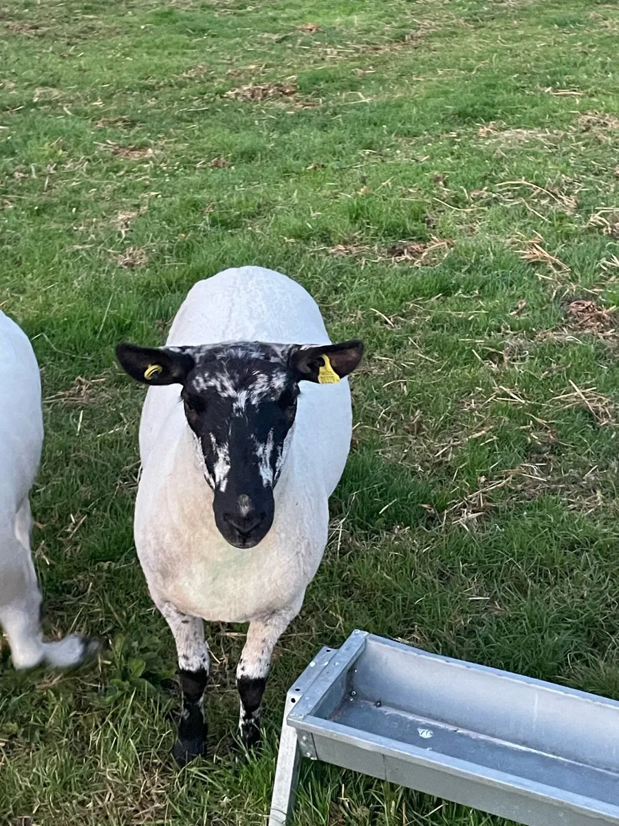 Hogget ewes - Image 4